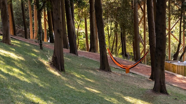 hamac rouge dans le fond de la forêt