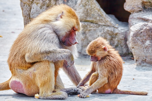 Photo hamadryas baboon monkey dans son habitat naturel à l'état sauvage.