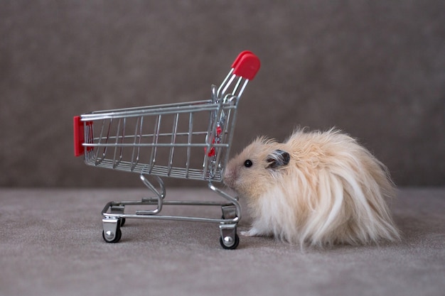 Hamster beige à côté du panier vide sur le fond marron