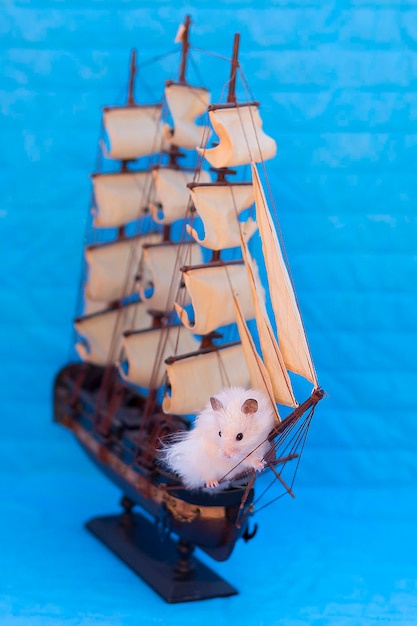 Photo hamster blanc sur fond bleu