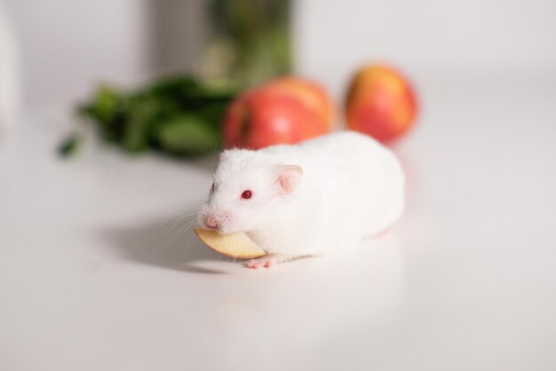 Un hamster blanc ronge des légumes et des fruits sur une surface blanche