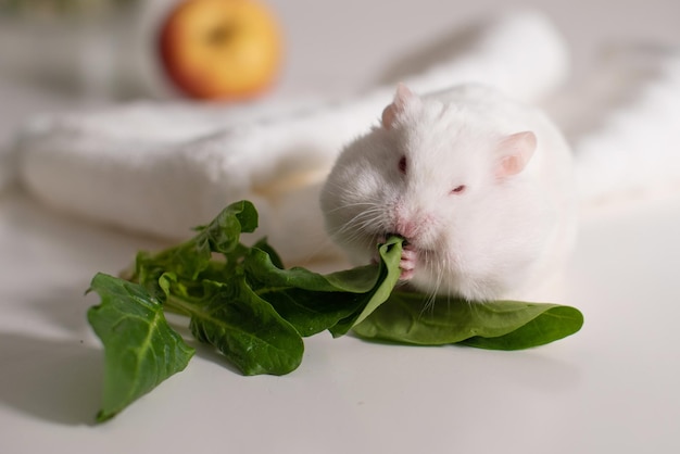 Un hamster blanc ronge des légumes et des fruits sur une surface blanche