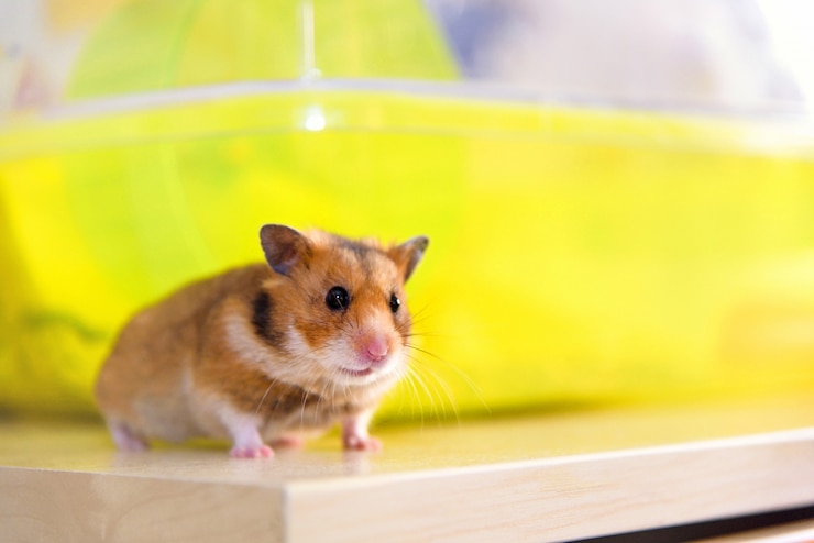 Photo hamster court près de sa cage