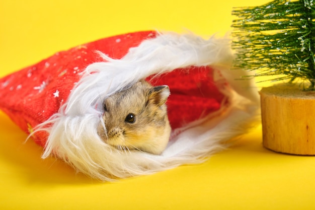 Un hamster dans un chapeau rouge du Nouvel An sur l'espace de copie de fond jaune