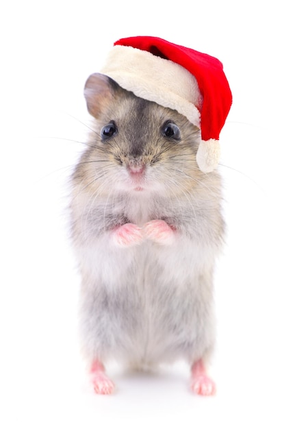 Photo un hamster dans un chapeau rouge de père noël