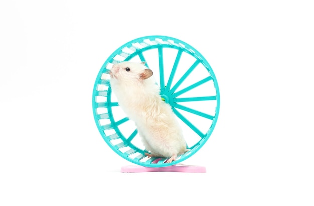 Hamster dans une roue sur fond blanc