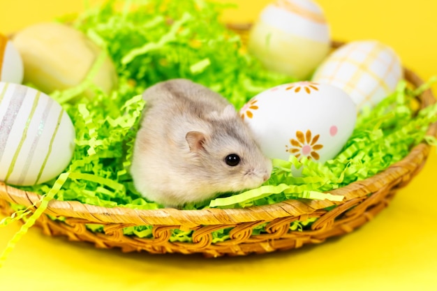 Hamster djungari dans un panier avec des oeufs colorés