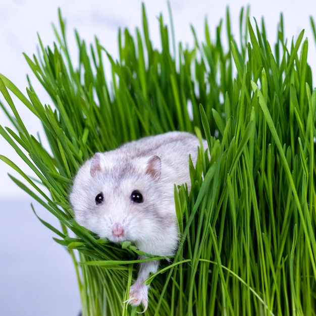 Le hamster djungari est assis dans l'herbe verte en gros plan