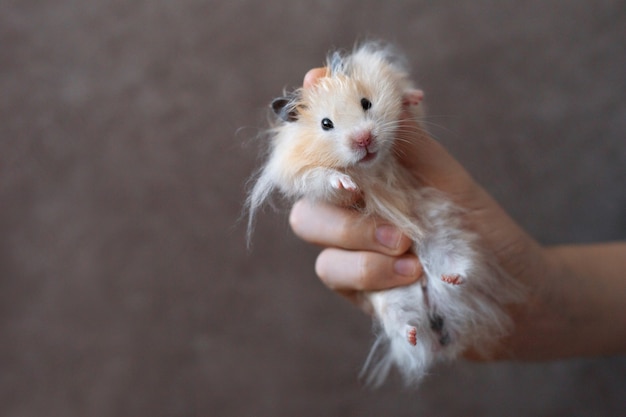 Hamster doré dans une main sur fond marron La main tient un hamster syrien