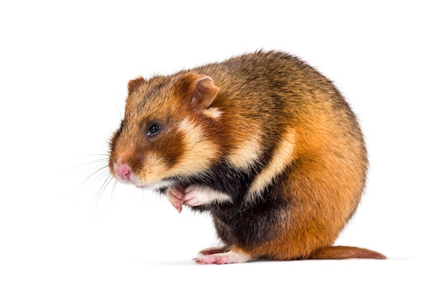 Hamster européen, Cricetus cricetus, in front of white background