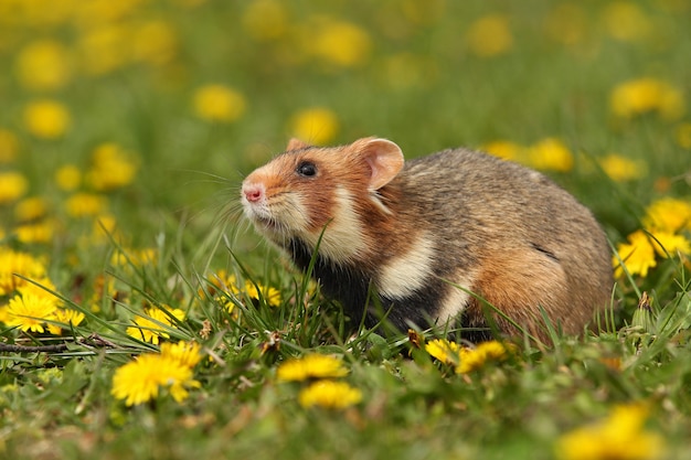 Hamster européen sur une prairie fleurie