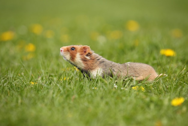 Hamster européen sur une prairie fleurie