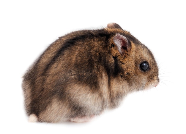 Hamster gris nain isolé sur fond blanc