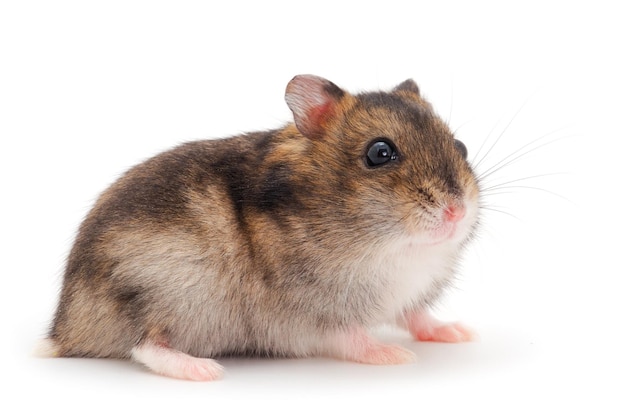 Le hamster gris nain