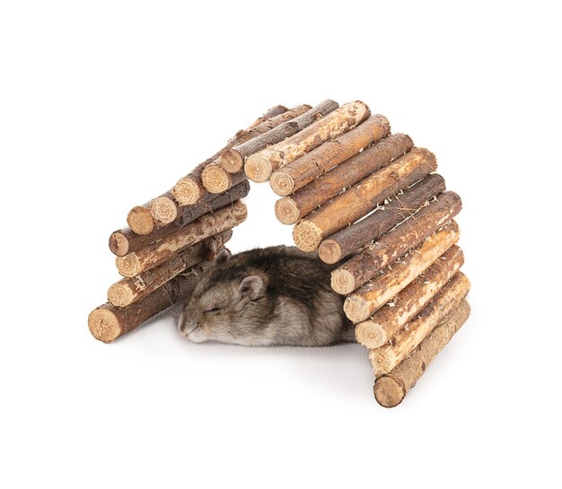 Hamster gris sous un pont en bois