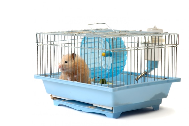 Hamster mignon assis dans une cage et regardant à travers les cellules du réseau