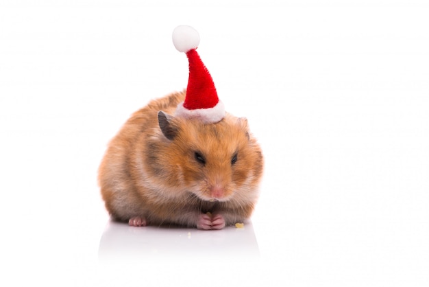 Hamster mignon avec Bonnet de Noel isolé