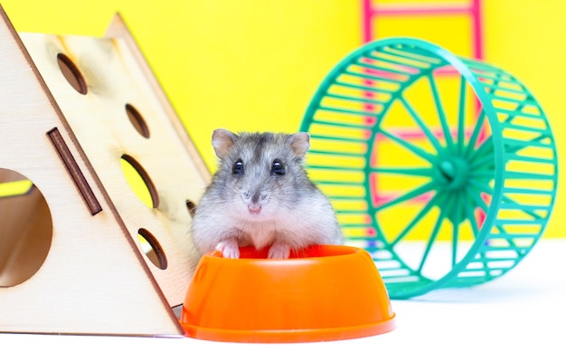 Hamster mignon debout près de son bol pour animaux de compagnie
