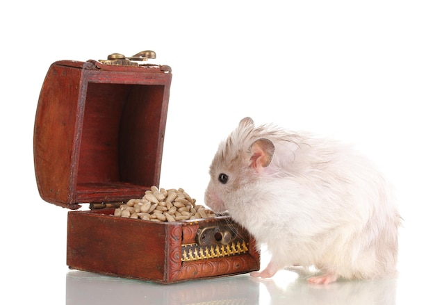 Hamster mignon et poitrine avec des graines blanches isolées