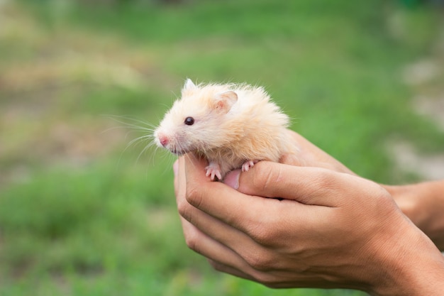 Hamster moelleux rouge à la main, sur un beau fond