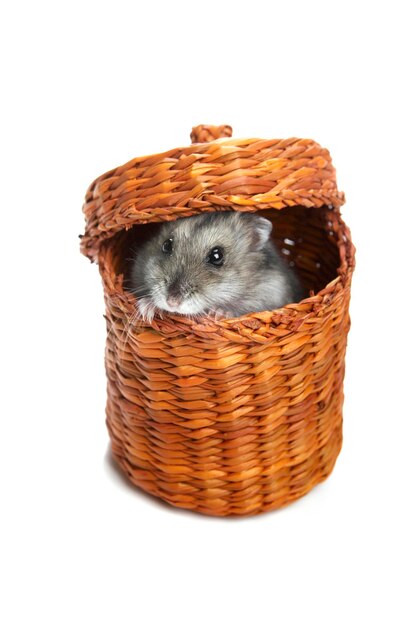 Hamster russe jouant avec panier