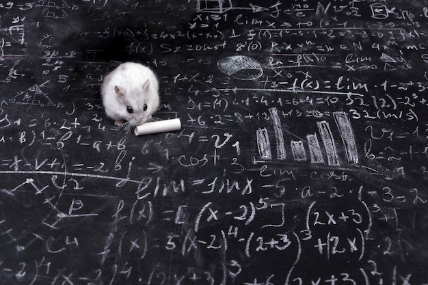 Hamster et science