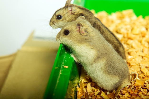 Photo hamster syrien à l'extérieur de sa maison de hamsters