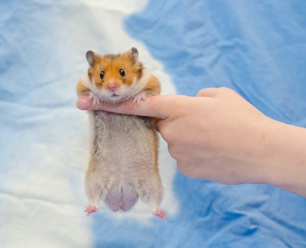 Hamster syrien mignon drôle suspendu à un doigt humain