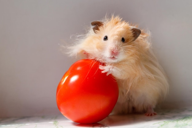 Hamster Syrien Moelleux à La Tomate