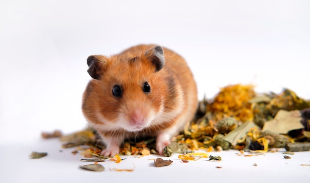 Hamster syrien orange assis sur la nourriture et à sérieusement à blackeyed