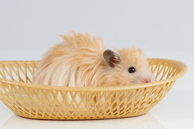 Le hamster syrien pelucheux se repose dans un panier sur un fond clair