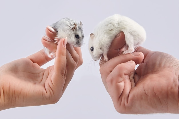 hamsters assis sur les paumes d'un homme et d'une femme