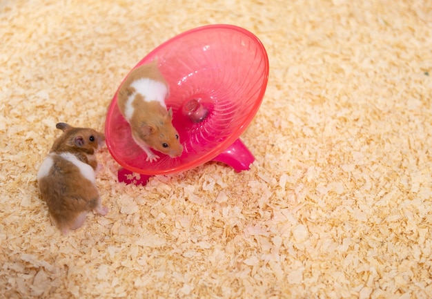 Hamsters jouant avec une plaque tournante