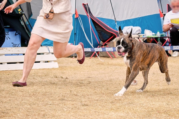 Handler court avec un chien boxer en compétition