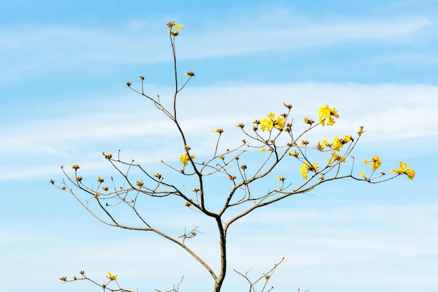 Handroanthus albus Ipe jaune l'arbre trompette d'or avec ciel bleu