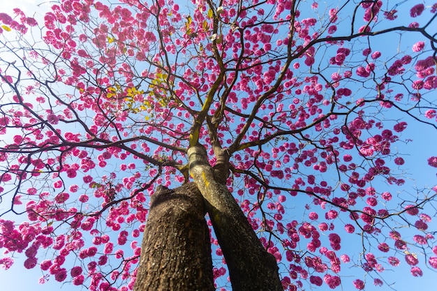 Handroanthus heptaphyllus Close up of beautiful Pink Trumpet Tree Tabebuia rosea