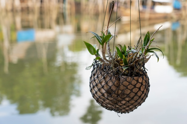 Photo hanging mobile plant avec driftwood de la nature