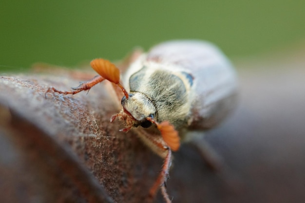 Hanneton de macro-vision