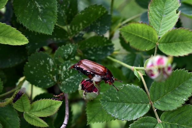 Hanneton (peut bug ou doodlebug)