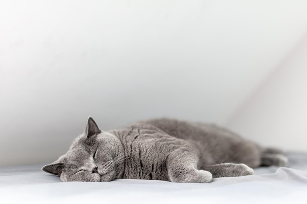 Happy British dormir sur le lit à la maison