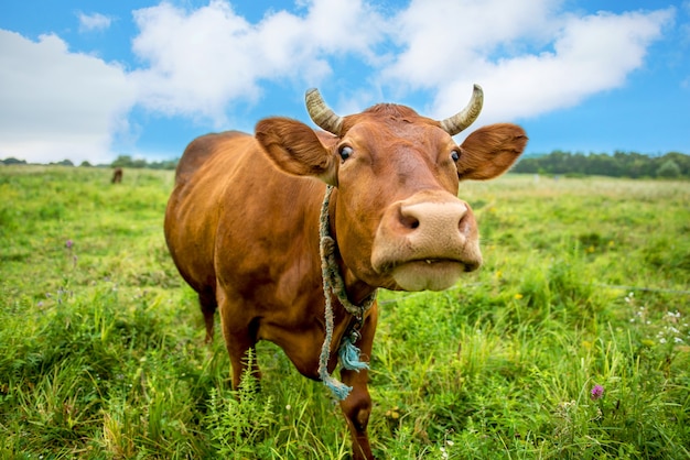 Happy Cow mange de l'herbe dans un pré en été