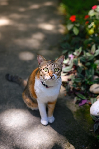 Photo happy ginger cat assis en plein air