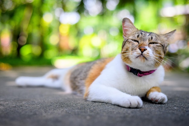 Photo happy ginger cat assis en plein air