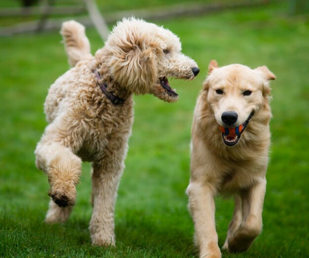 Happy Golden Retreiver Dog avec Poodle Playing Fetch Dogs Pets