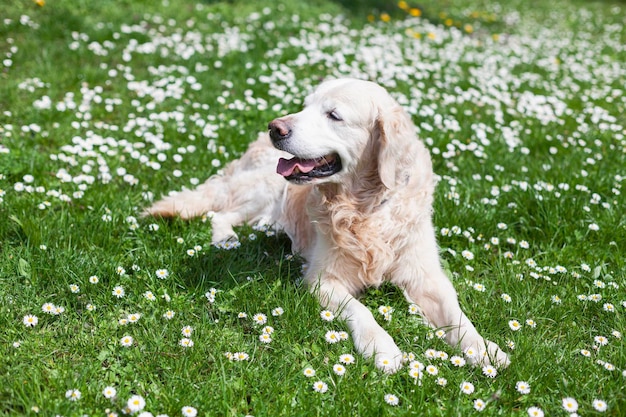 Happy smiling golden retriever puppy dog sur l'herbe avec des fleurs de marguerite