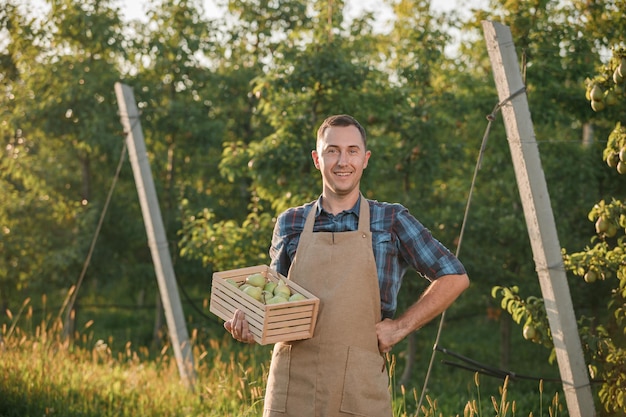 Happy smiling male farmer worker crop picking poires mûres fraîches dans le verger pendant la récolte d'automne Temps de récolte