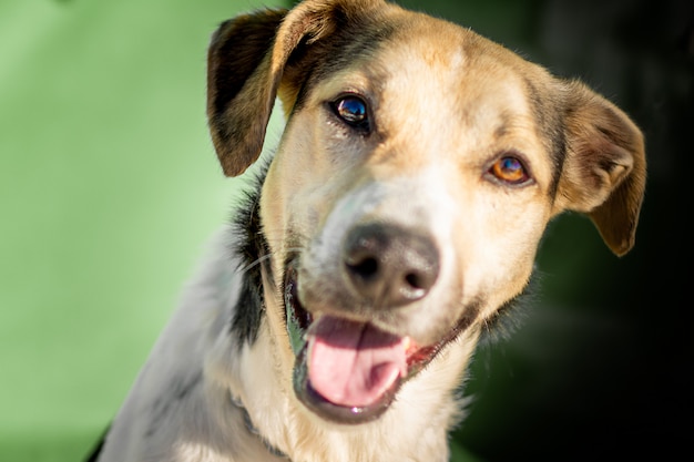 Happy street dog avec la tête penchée vers la droite