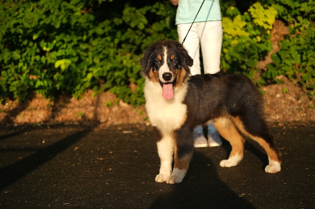 Happy teenage girl walk berger australien trois couleurs chiot chien dans le parc d'été. Travail à temps partiel. Concept de soins pour animaux de compagnie. Amour et amitié entre l'humain et l'animal.