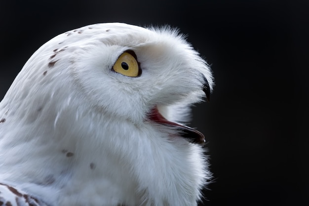 Harfang des neiges Bubo scandiacus