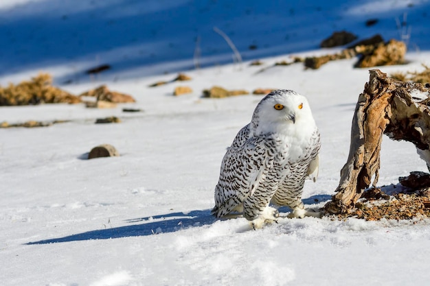 Le harfang des neiges est une espèce d'oiseaux de la famille des Strigidés.